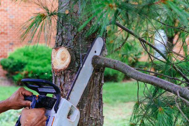 Best Soil Testing and Treatment  in Cedar City, UT